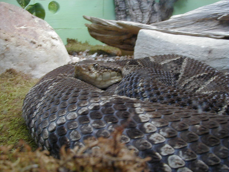 Bothrops asper sm.JPG [145 Kb]